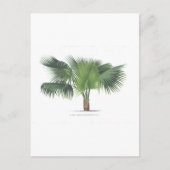 palmtekening VII Briefkaart (Voorkant)