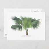 palmtekening VII Briefkaart (Voorkant / Achterkant)