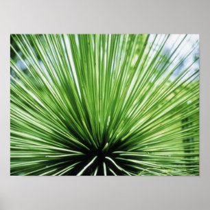 Palmvoorkant, dichtbij poster
