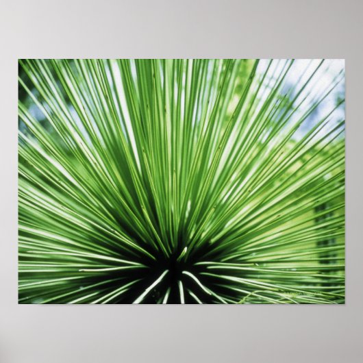 Palmvoorkant, dichtbij poster (Voorkant)