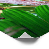 Palmvrucht in Hawaï Poster (Hoek)