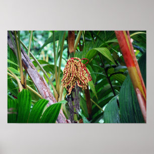 Palmvrucht in Hawaï Poster