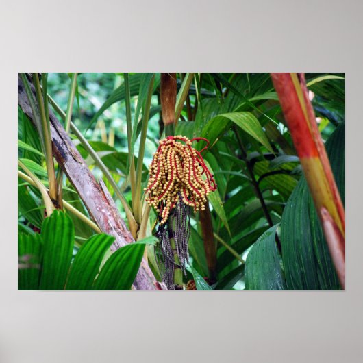Palmvrucht in Hawaï Poster (Voorkant)