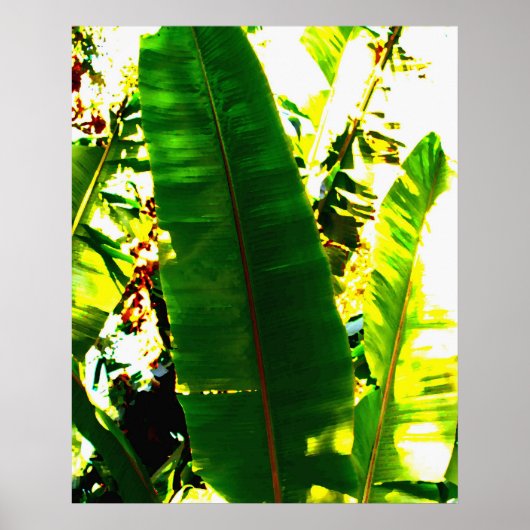 PalmWaterverf Poster (Voorkant)