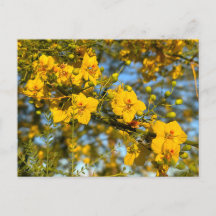 Palo Verde bloesems in de lente