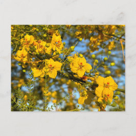 Palo Verde bloesems in de lente Briefkaart