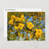 Palo Verde bloesems in de lente Briefkaart (Voorkant / Achterkant)