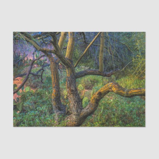 Palo Verde Tree Tissuepapier (Voorkant)