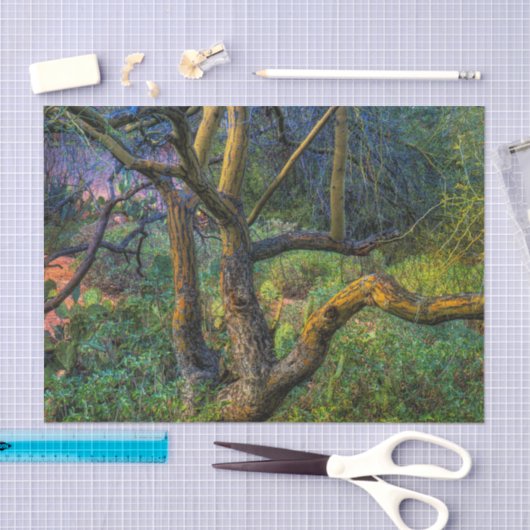 Palo Verde Tree Tissuepapier (Craft)