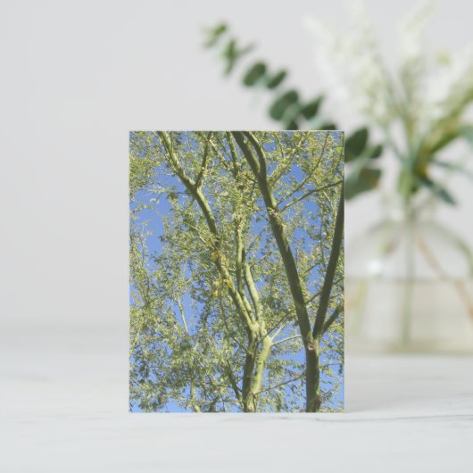 Palo Verde Trees Briefkaart (Staand voorkant)