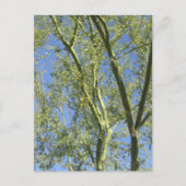 Palo Verde Trees Briefkaart (Voorkant)
