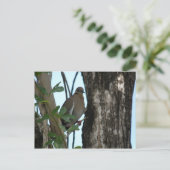 Paloma Tortola Briefkaart (Staand voorkant)