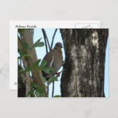 Paloma Tortola Briefkaart (Voorkant / Achterkant)