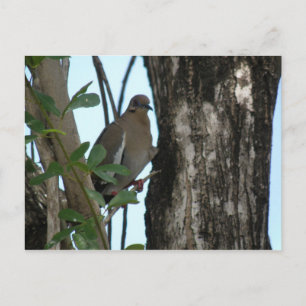 Paloma Tortola Briefkaart