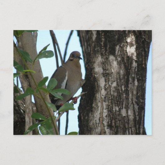 Paloma Tortola Briefkaart (Voorkant)