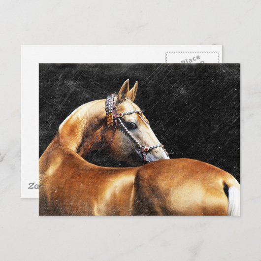 Palomino Akhal-teke stallion Briefkaart (Voorkant / Achterkant)