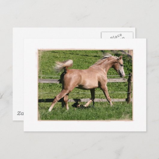 Palomino Arabisch Briefkaart (Voorkant / Achterkant)