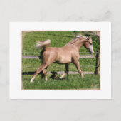 Palomino Arabisch Briefkaart (Voorkant)
