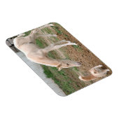 Palomino-Baby Paarden en Barn Cat Magneet (Rechterzijde)