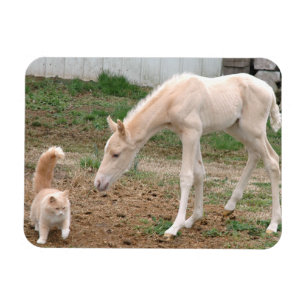 Palomino-Baby Paarden en Barn Cat Magneet