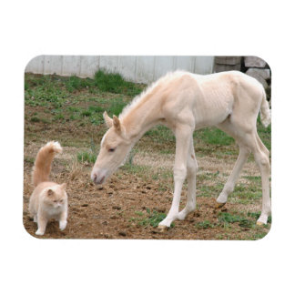 Palomino-Baby Paarden en Barn Cat Magneet