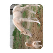 Palomino-Baby Paarden en Barn Cat Magneet (Verticaal)