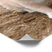 Palomino-Baby Paarden en Barn Cat Poster (Hoek)