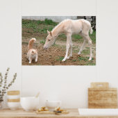 Palomino-Baby Paarden en Barn Cat Poster (Keuken)