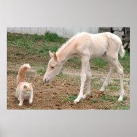 Palomino-Baby Paarden en Barn Cat