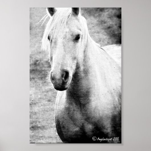 Palomino Black en White Faux Canvas Poster (Voorkant)