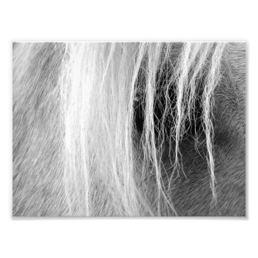 Palomino Black en White Foto Afdruk (Voorkant)