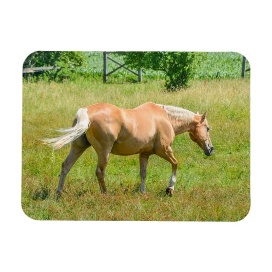 Palomino Boerderij Horse Magneet (Horizontaal)
