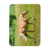 Palomino Boerderij Horse Magneet (Verticaal)