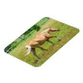 Palomino Boerderij Horse Magneet (Linkerzijde)