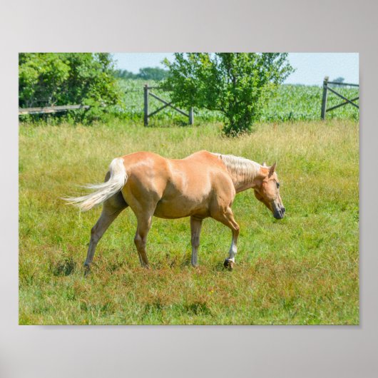 Palomino Boerderij Horse Poster (Voorkant)