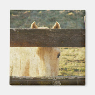Palomino door hek magneet