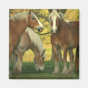 Palomino Draft Horses Square Magnet