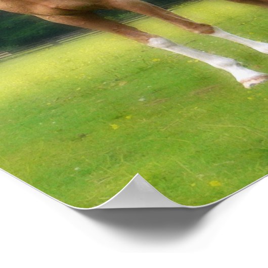 Palomino Dream Horse Poster (Hoek)