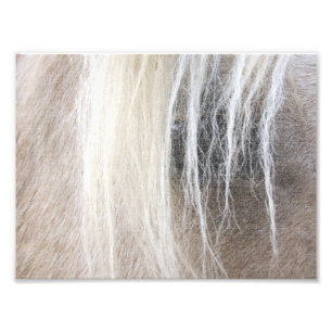 Palomino Faux Canvas Foto Afdruk
