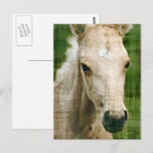 Palomino Foal Briefkaart (Voorkant / Achterkant)