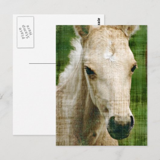Palomino Foal Briefkaart (Voorkant / Achterkant)