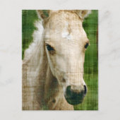 Palomino Foal Briefkaart (Voorkant)