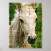 Palomino Foal Poster (Voorkant)