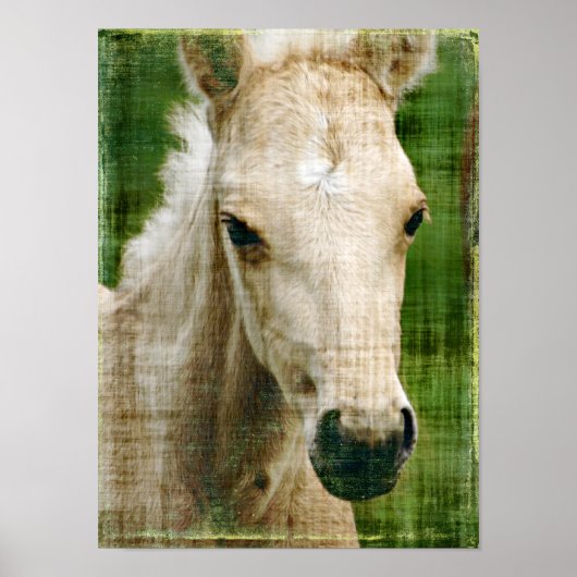 Palomino Foal Poster (Voorkant)