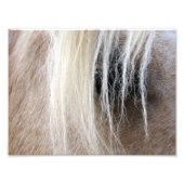 Palomino Foto Afdruk (Voorkant)