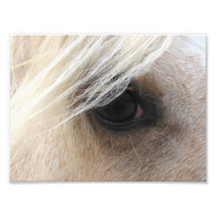 Palomino Foto Afdruk