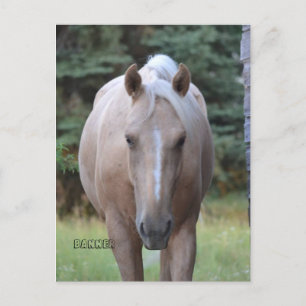Palomino Gelding Banner Post-kaart Briefkaart