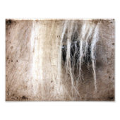 Palomino Grunge Foto Afdruk (Voorkant)