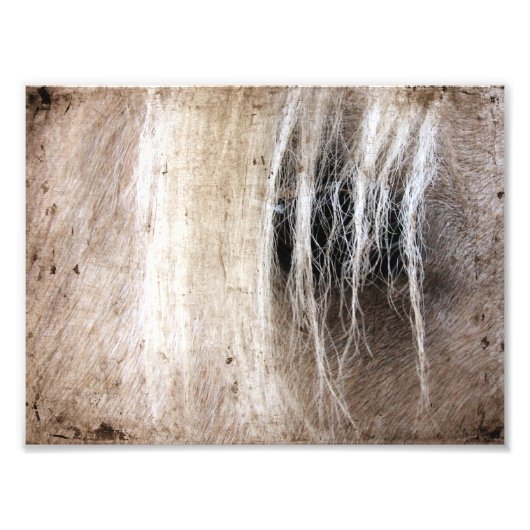 Palomino Grunge Foto Afdruk (Voorkant)