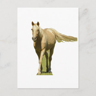 Palomino Horse Briefkaart